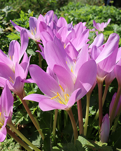 Colchicum autumnale.jpg
